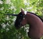 Preview: Unicorn for Hobby Horse - plastic - various colours