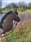 Preview: Deutsches Reitpony "Nelly" Größe (A4+) mit Stock - mit 100% Füllung + Zubehör Unikat - gebraucht - Ursprung : aus Deutschland  (Verkauf im Auftrag / Provisionsverkauf )