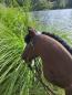 Preview: Deutsches Reitpony "Nelly" Größe (A4+) mit Stock - mit 100% Füllung + Zubehör Unikat - gebraucht - Ursprung : aus Deutschland  (Verkauf im Auftrag / Provisionsverkauf )